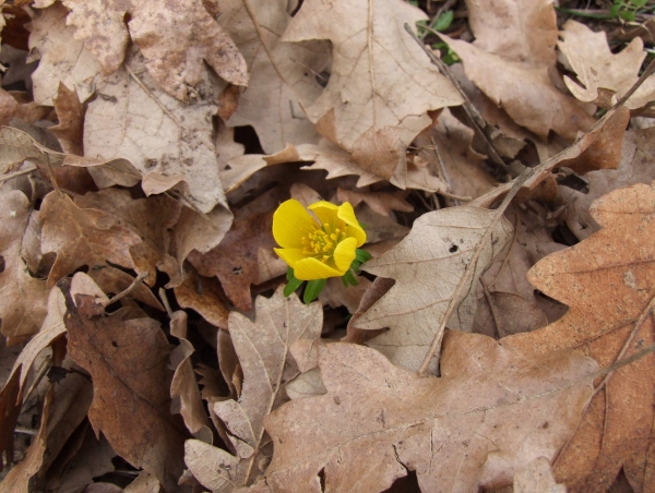 Eranthis hyemalis / Pi di gallo